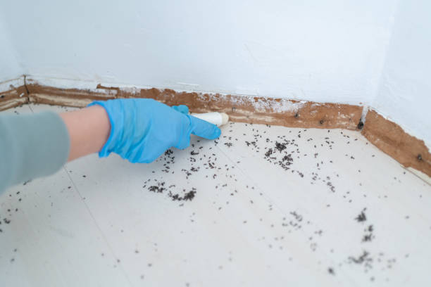 Best Bed Bug Extermination  in Silver Firs, WA